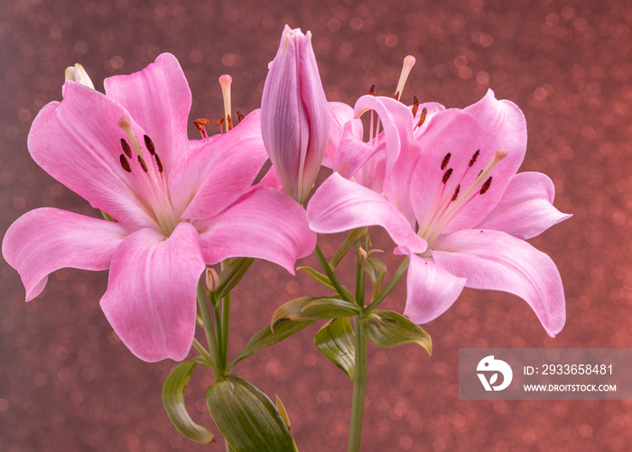 Beautiful flowers of lillies on colored background