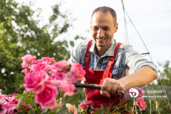 the gardener prunes the roses.