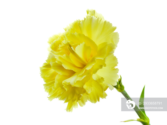 Yellow carnation on white background