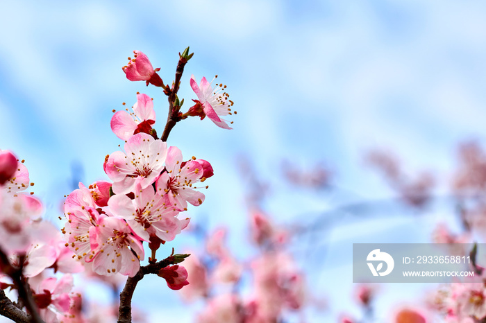 Beautiful red spring flowers against the blue sky.