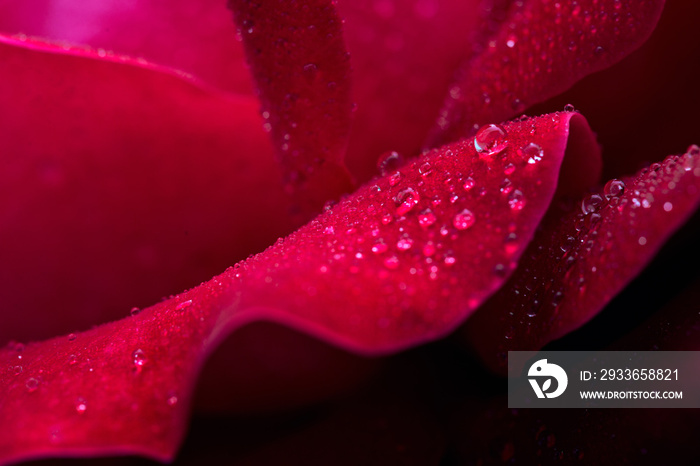 Red rose closeup with water drops.