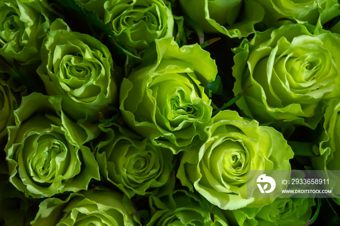 Bright green roses on a dark background. Bouquet, nature, natural background