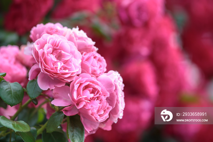 バラの花　初夏イメージ