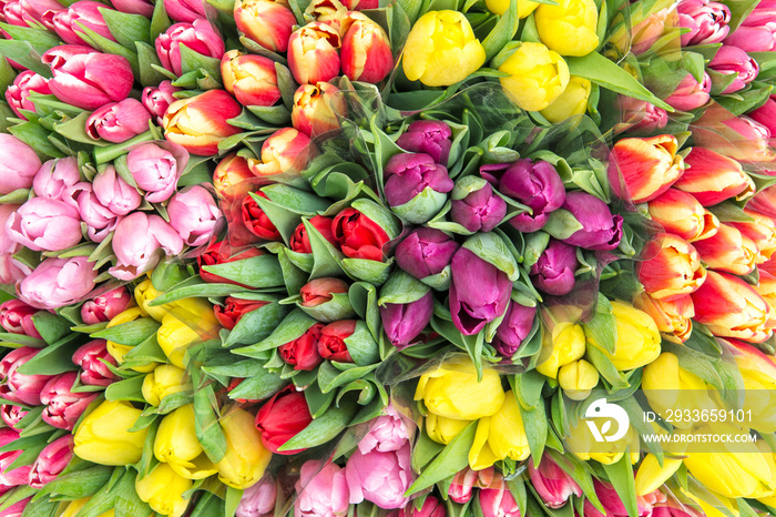 Tulip flowers Spring bouquet top view