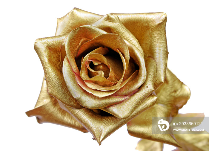 golden rose isolated on white background.