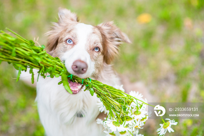 Happy Border collie dog holds a bouquet of daisies in its mouth