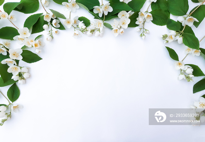 Composition arch of blooming jasmine. Green leaves with beautiful flowers around a white background.