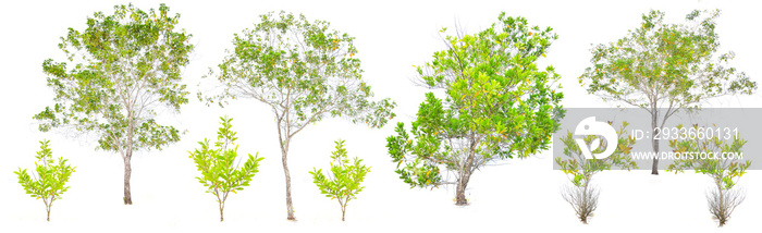 Eucalyptus tree set pictures On a white background