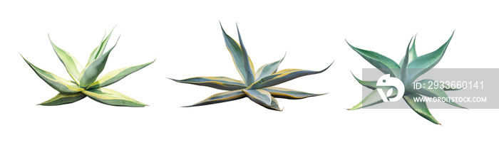 Set collection Agave plant isolated on white background.This has clipping path.