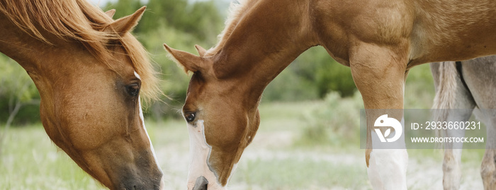 Foal horse with mare grazing in summer landscape for equine banner.