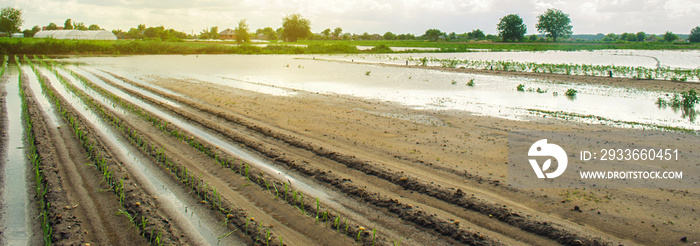 Agricultural land affected by flooding. Flooded field. The consequences of rain. Agriculture and farming. Natural disaster and crop loss risks. Ukraine Kherson region. Selective focus