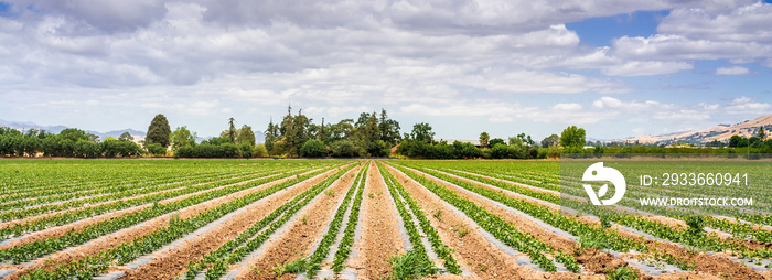 Panoramic view of agricultural field in South San Francisco Bay Area; Gilroy, California