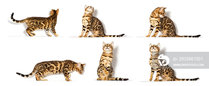 Bengal kitten looks up on a white background