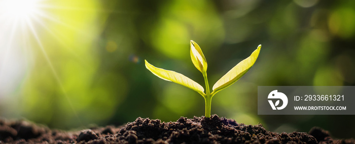 panorama small tree growing with sunrise. green world and earth day concept