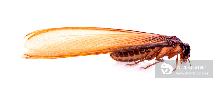 flying termite on white background