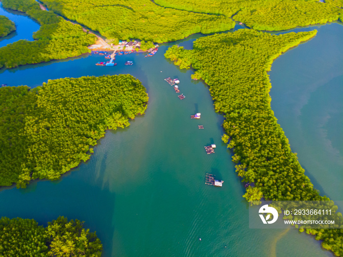 Green tropical mangrove forest in sea bay ecology system nature landscape