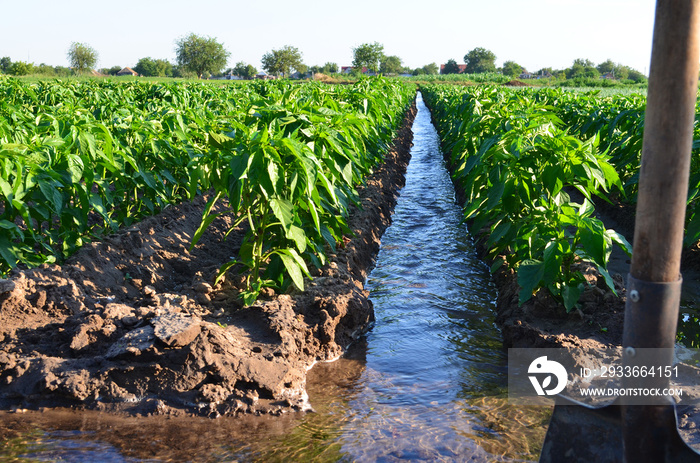 watering of agricultural crops, countryside, natural watering