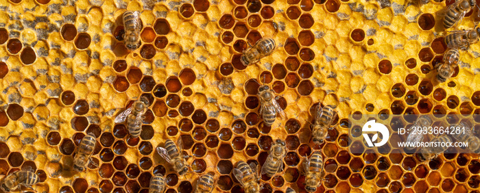 Bees work on honeycombs. They create reserves of honey and nectar.