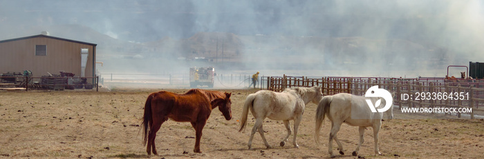 Saving Horses from a Wildfire