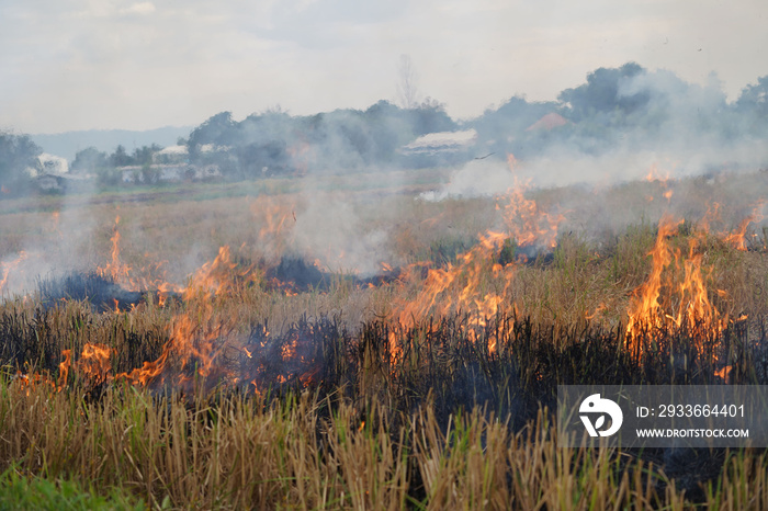 The agricultural waste burning cause of smog and pollution. Fumes produced by the incineration of hay and rice straw in agricultural fields.