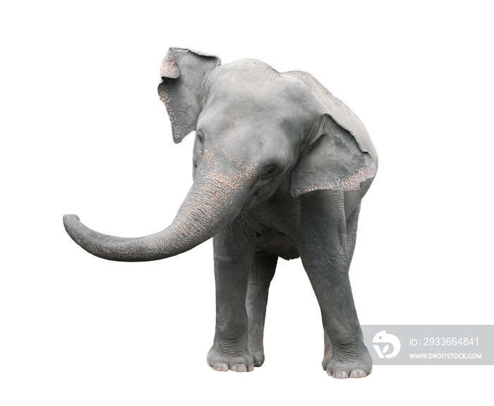 asia elephant isolated white background