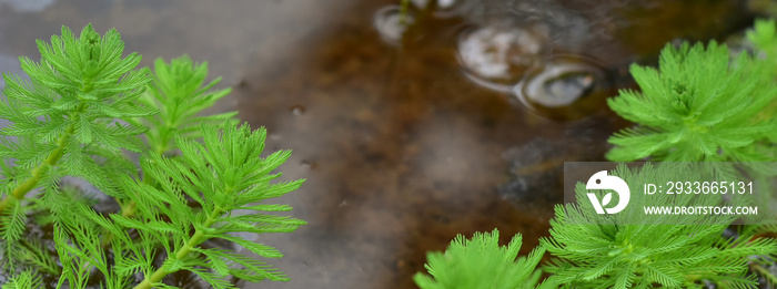 Close up shot of the Myriophyllum aquaticum plant