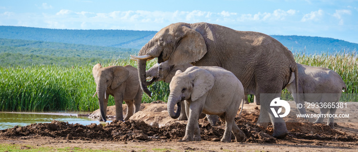 Elephants bathing, Addo Elephant Park South Africa, Family of Elephants in Addo Elephant park, Elephants taking a bath in a water poolwith mud. African Elephants