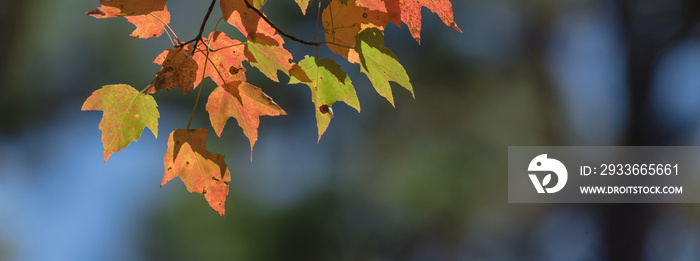 Close-up vibrant leaves changing color during fall season in Mesa, Arkansas, USA. Natural backlit light, soft and selective focus with bokeh. Colorful autumn foliage again dark background. Panorama.