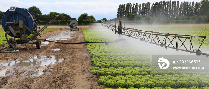 automatic irrigation system of a lettuce field