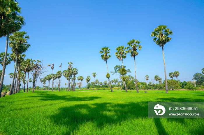 Green Rice Field with Blue Sky