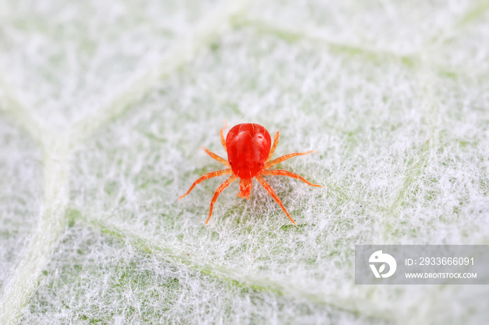 The red mite is found on wild plants in North China