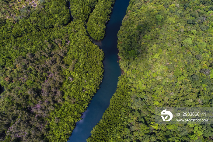 Tropical green mangrove forest with river to the sea bay ecology system