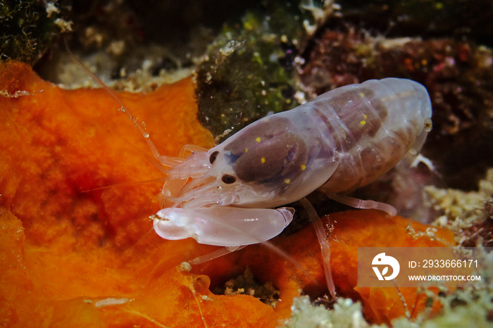 Underwater close-up photography of a carinate snapping shrimp.