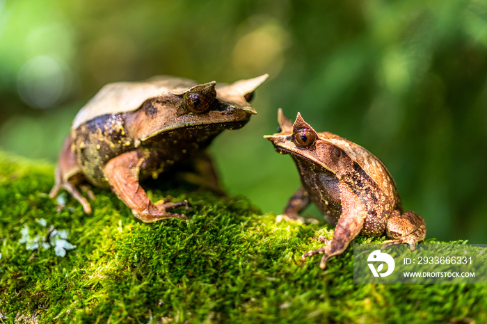 Nature wildlife image of The Bornean Horn Frog (Megophrys Nasuta)