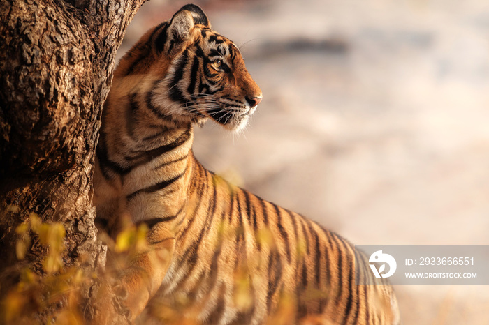 Royal bengal tiger pose with beautiful background. Amazing tiger in the nature habitat. Wildlife scene with dangerous beast. Hot weather in wild India. Panthera tigris tigris.