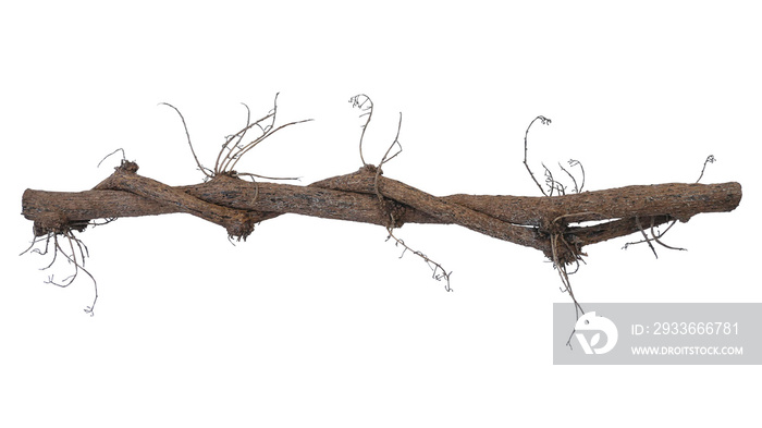 Dried twisted jungle vines climbing plant isolated on white background with clipping path. Vines and dried flower stalks of Tiliacora triandra medicinal flowering plant native to Southeast Asia.