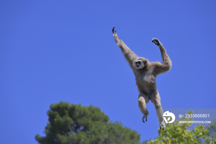 Jumping lar gibbon or white-handed gibbon (Hylobates lar), South-East Asia