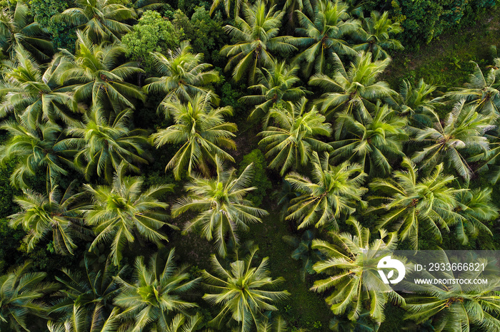 Coconut palm tree aerial view tropical forest