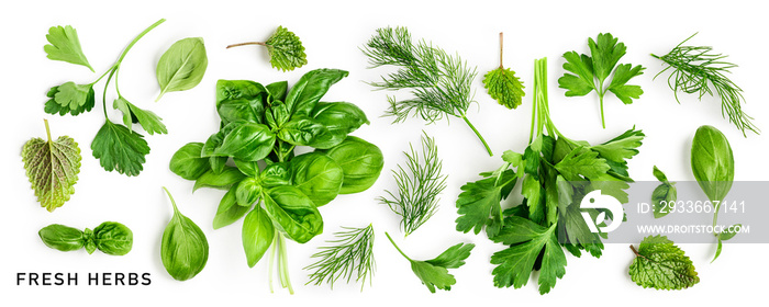 Parsley, basil, dill and mint leaves creative layout.