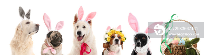 Group of dogs with bunny ears and Easter eggs on white background