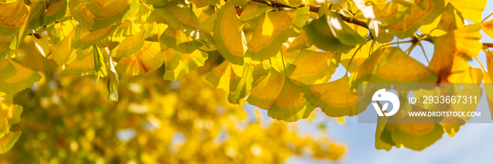 Yellow Ginkgo biloba tree