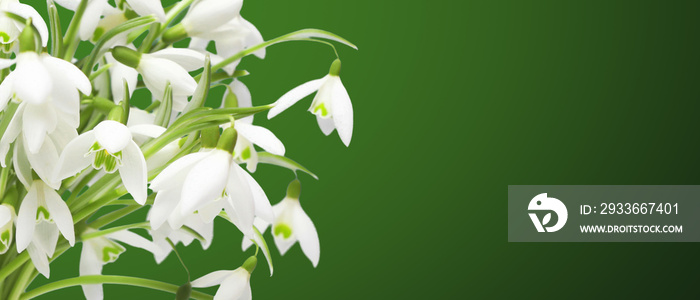 Wiese mit zarten Blumen im Frühling