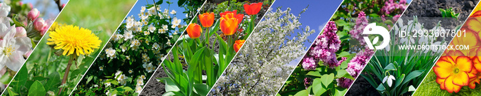 Spring flowers and flowering trees. Collage. Wide image.