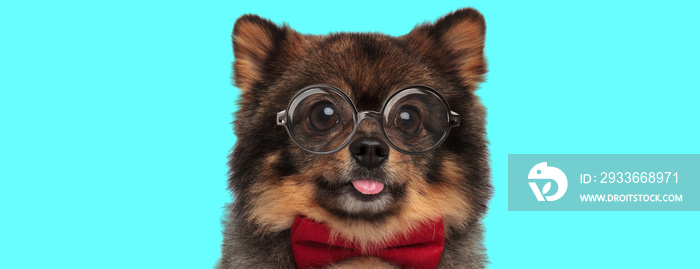 cute nerdy Pomeranian Spitz dog sticking out his tongue