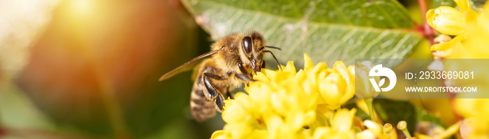 Banner with honey bee collecting nectar in spring from flower Mahonia aquifolium,, Oregon Grape In Bloom