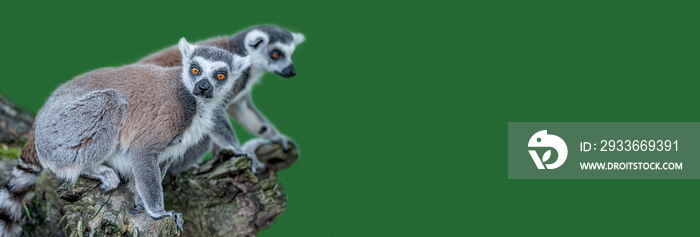 Banner with a Portrait of funny ring-tailed Madagascar lemurs enjoying summer, close up, details, with copy space and green solid background. Concept biodiversity and wildlife conservation.