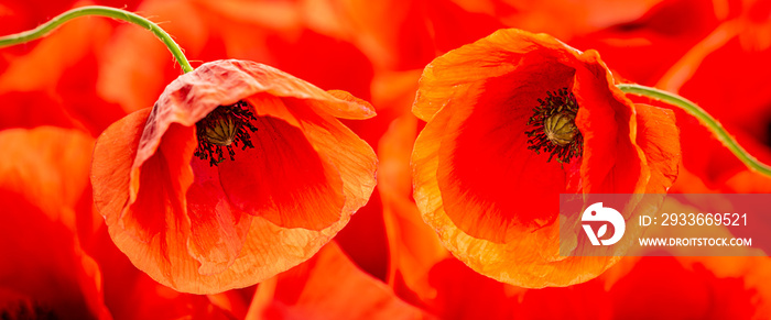 poppy flower - common poppy - Papaver rhoeas