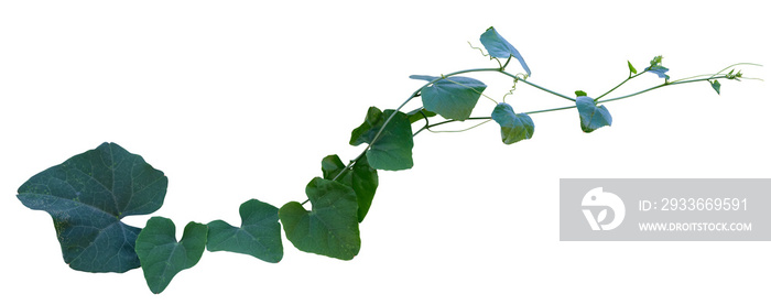 Vine plant ivy isolated on white background. Clipping path