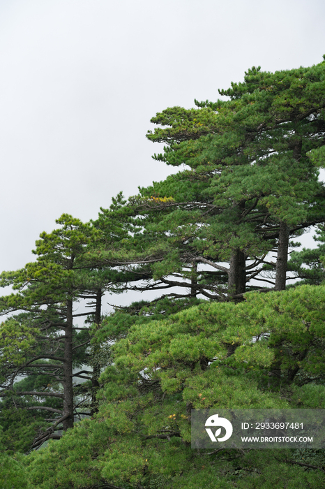 安徽黄山风光