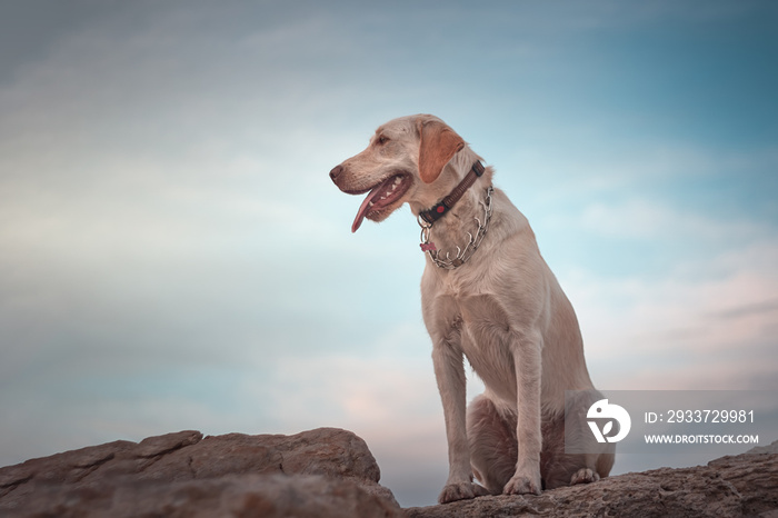 labrador dog posing behind a blue sky